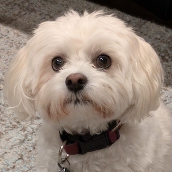 My Dog